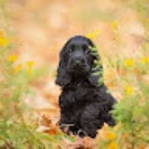 Meet your Posher, Cd ej